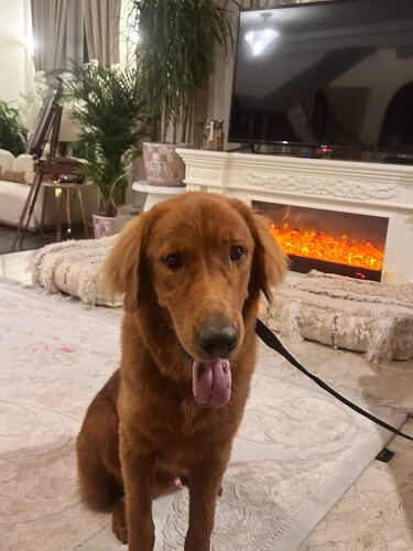 golden retriever 