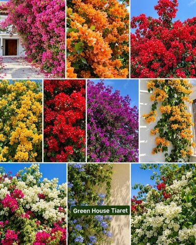زراعه الورود والجهنميات والاشجار