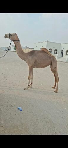 بكره عمانيه