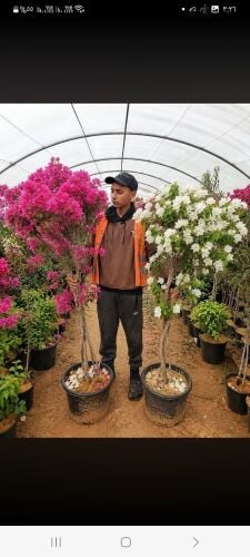 مزارع توريد  وتركيب الجهنمية