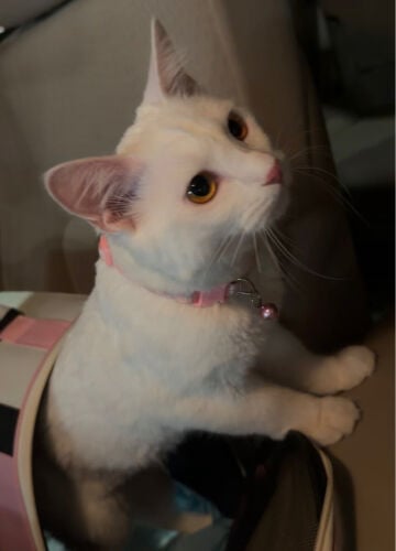 قطه