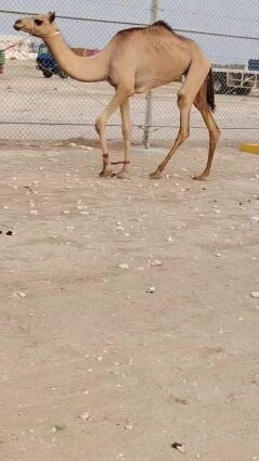 بكره