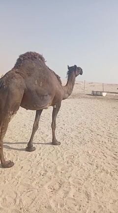 مدني على وحيدان الأصم 