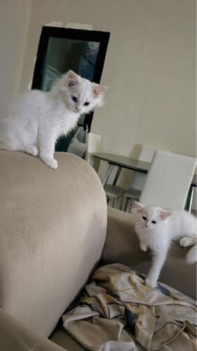 قطط