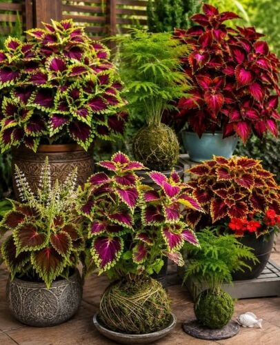 مزارع توريد وزراعة العشب ومتابعه