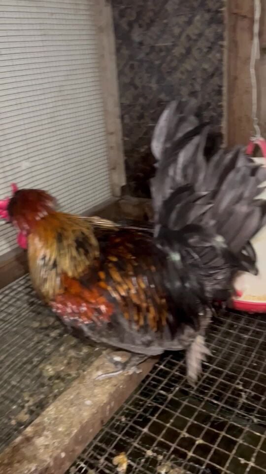chicken 