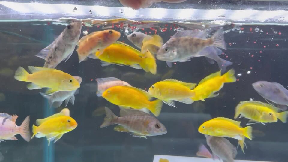 Mbuna and peacock cichilids 