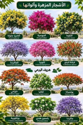 مزارع زراعة الأشجار المزهرية والو