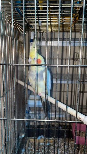 Cockatiel Parrot 