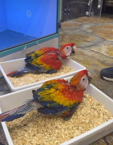scarlet macaw 
