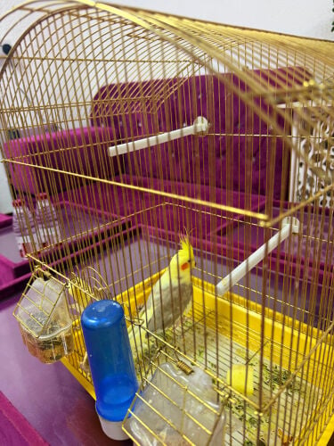 parot  ( cockatiel ) for sell