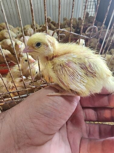 small texsas quails