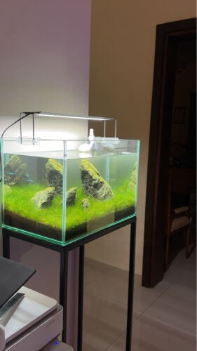 Planted Aquarium Tank