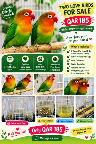 Southwestern African Lovebirds