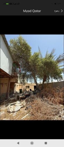مقطع اشجار النخيل ونقل النخيل