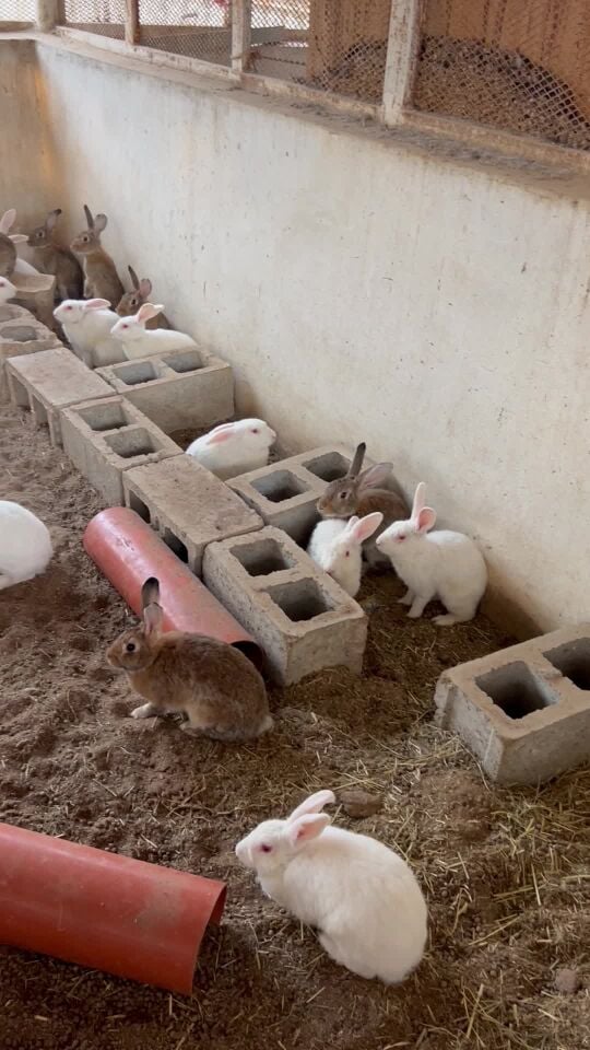 للبيع ارانب جمله او تفريد منتجات 