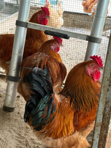 rooster and chicken for sale