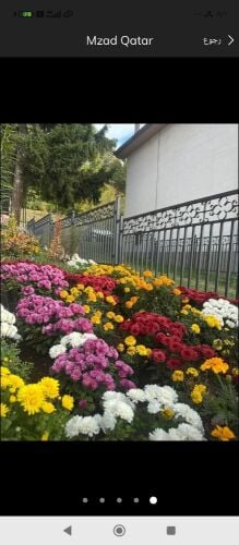 زراع