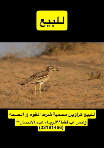 كراوين محمية للبيع