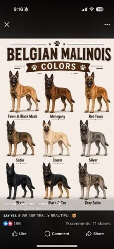 Malinois puppies,