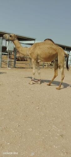 للبيع عشرا فردين منه بكرا