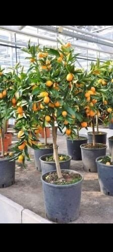 مزارع توريد شجرة الليمون
