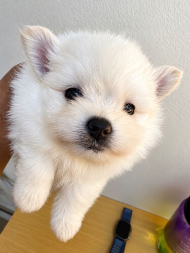Pomeranian Puppies 