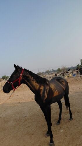 pure.. Black horse all type  riding