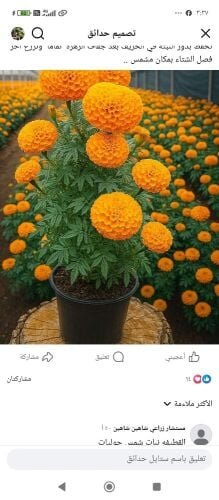 زراعه الورود