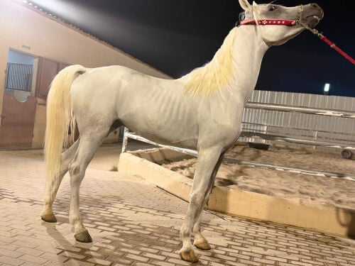 نشمي/سيل