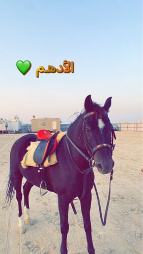 حصان ادهم