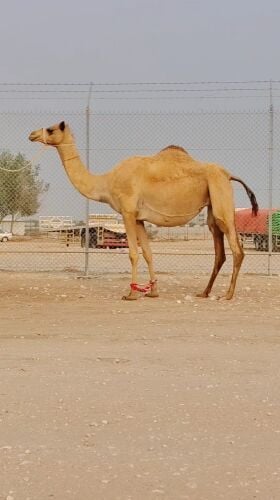 مدني