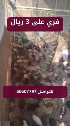 فري 