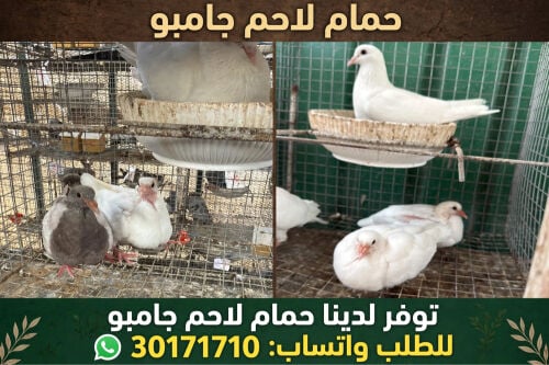 حمام لاحم زغاليل
