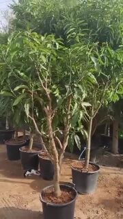 مزارع توريد وزراعة الاشجار والورو
