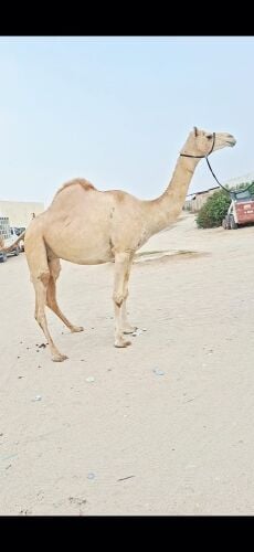 متلي بنت المتحد