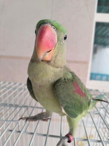 Nepalese Parakeet