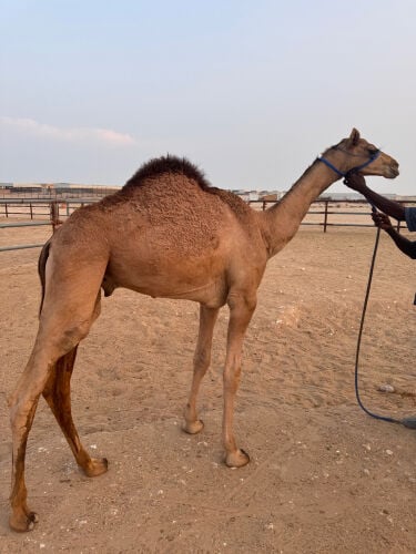 حوار 