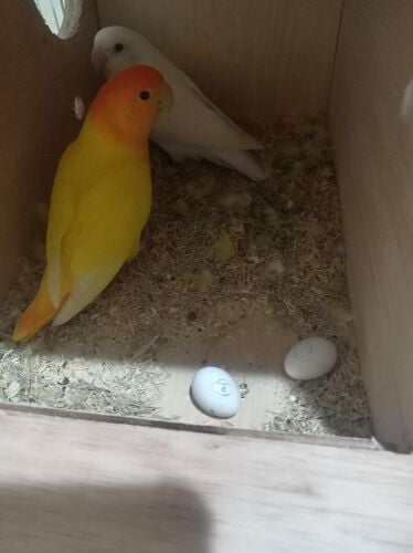love Birds