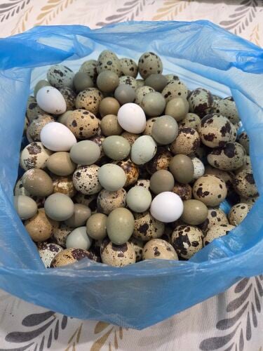 mix eggs for hatching