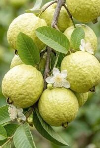 Guava