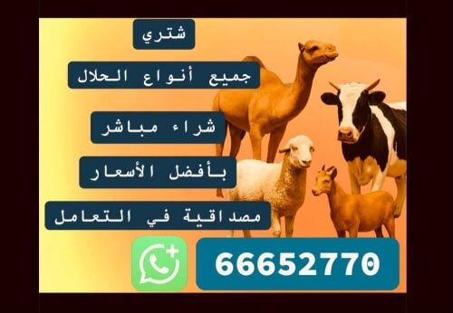 جميع الانواع