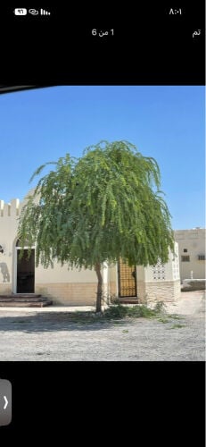 للبيع شتلات شجرة الغاف