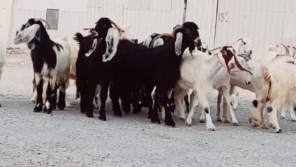 معزه اباكير معها تيس حار