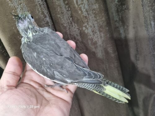 Cockatiel Chick