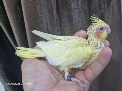 Cockatiel Chicks Lutino