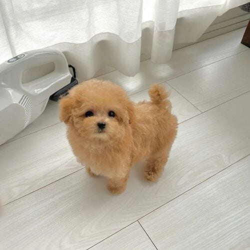 Purebreed Poodle Puppy