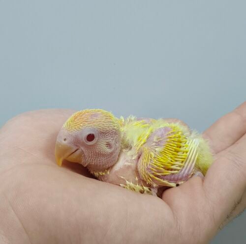 opline orange rose chick