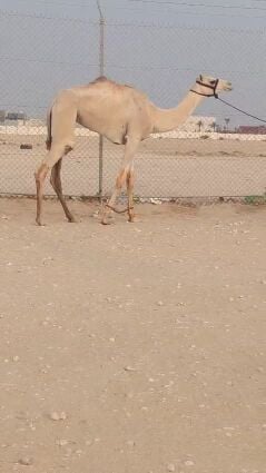 بكره لقيه طلع من حلال الشيخ فهد