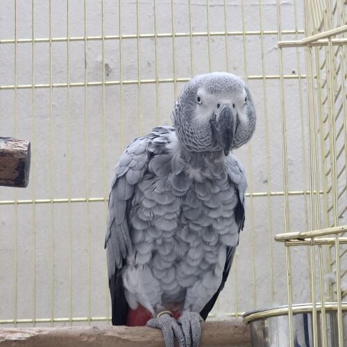 Under 2 year • Friendly • Gentle •